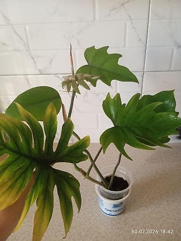 Комнатные растения: Yalnız real alıcılar şəxs yazsın!!! Filodendron bipinnatifidum — 1