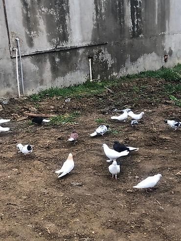 bülbül quşu: Salam tegizildilme quşlar satılır balalar balaca olduğuna gore quwxana — 3