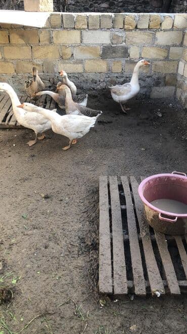 Real alici narahat elesin