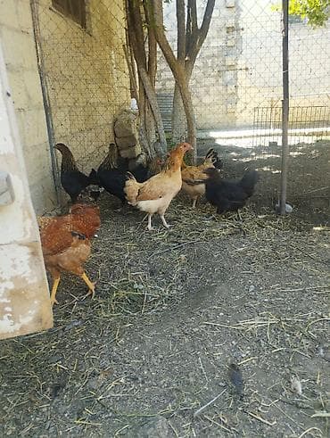 cuce: Toyuq, Damazlıq, Ünvandan götürmə — 4