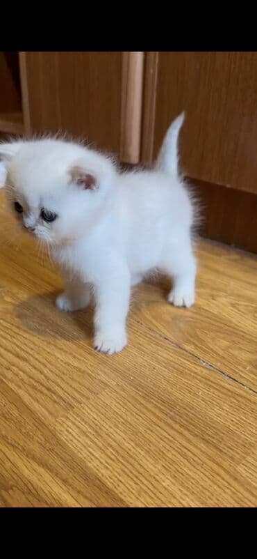 pişik sahiblendirilir: Şotland yastı qulaq — 5