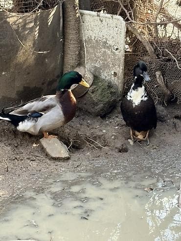 it aliram bakida: Erkək, Damazlıq — 2