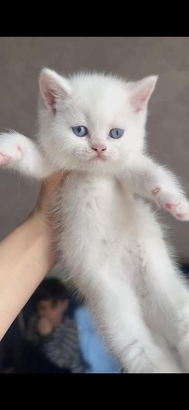 dişi pişik adları: Erkək — 1