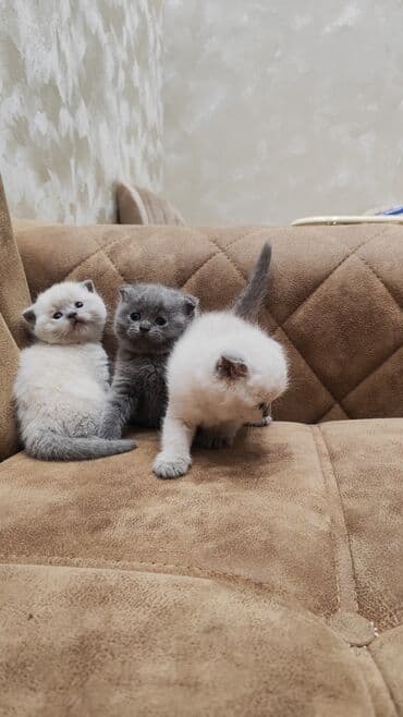 Daraq panellər: Şotland, Erkək, Cütləşmə üçün — 3