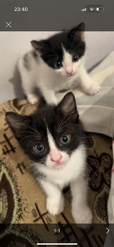 ağ pişiklər: Erkək, Dişi — 2