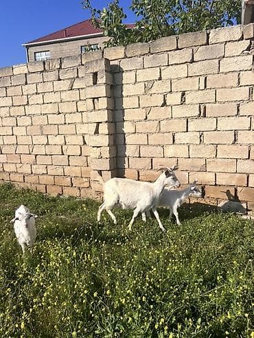 ana bala keci: Ağ rəngli keçi ailəsi – ana keçi və iki bala - Cins: süd və ət — 7