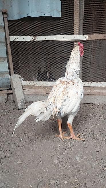 kənd toyuğu: Salam. Temiz plimut cinsi 8 ayliq beçə satilir. cox temiz cinsdi — 3