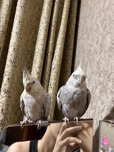 bit daragi harada satilir: Satılır sultan tutuquşusu cütü (cockatiel). Tam rucnoy əl quşlarıdı — 2