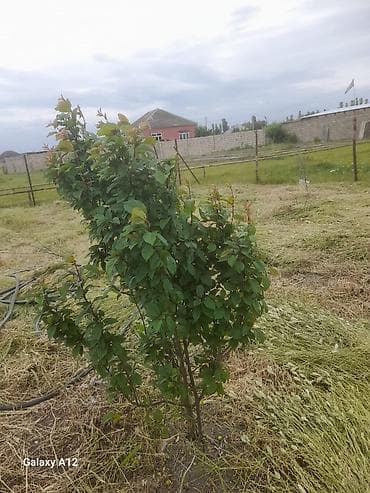 yun doşək: Meyvə ağacları – yerüstü köklü kollar - Növ: daş meyvə ailəsi — 6