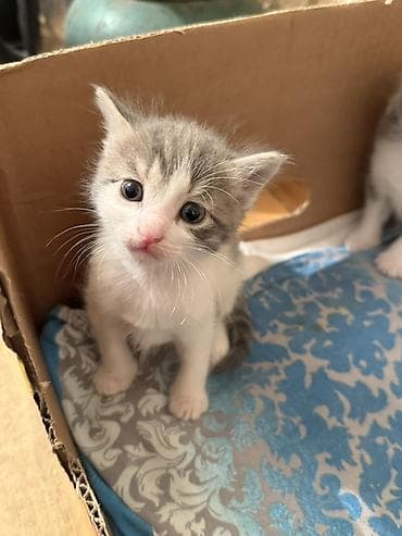 pişik sahiblendirme: Erkək, Dişi, Yaxşı əllərə — 1