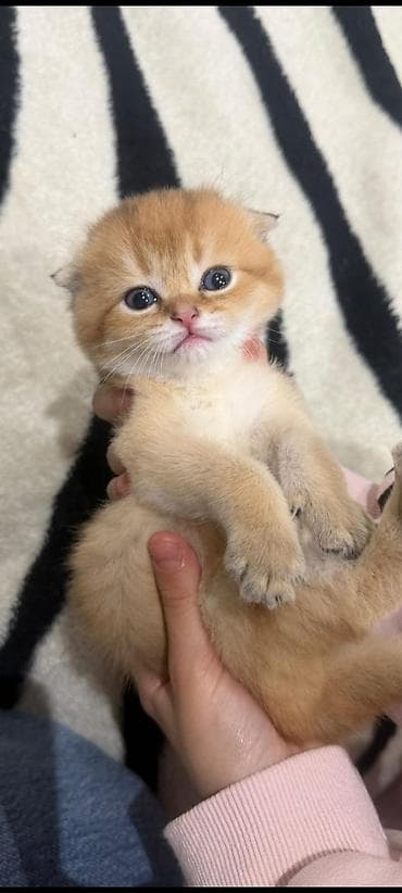 cins qazlar: Şotland yastı qulaq, Yaxşı əllərə — 2