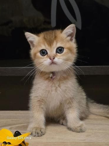 golden pişik: Şotland — 1