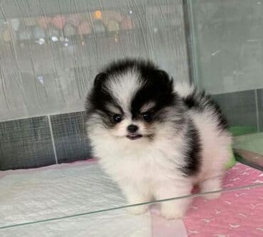 Gəmiricilər: Şpitz, 2 ay, Peyvəndli, Ünvandan götürmə — 2