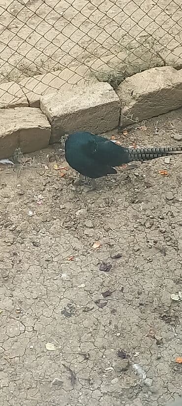 atla eşşəyin cütləşməsi: Zümrüd qırqovlu tək qaldığı ücün satram fərəsi qacıb bekar — 12