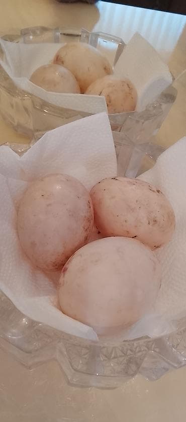 menks cinsi pişik: Mayalı ördək yumurtası satılır, Bakıya və ətraf rayonlara çatdırılma — 1