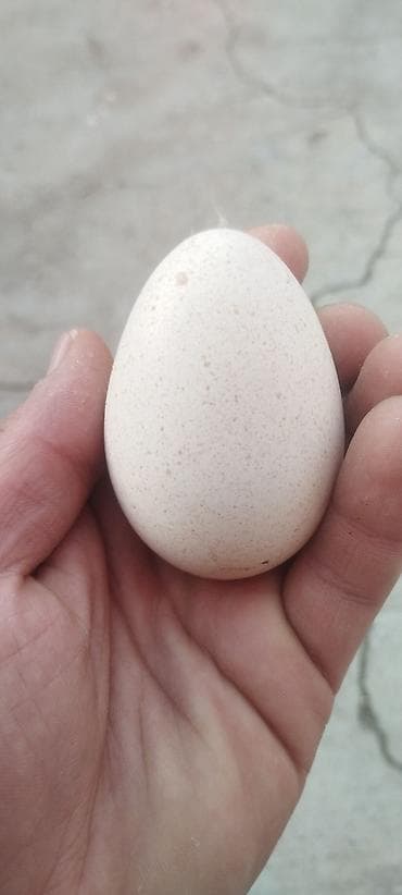 Tam cins mayali Yumurtalardi Sekilde ki Erkek hindisqanin Mayali lalafo.az -da Tam cins mayali Yumurtalardi Sekilde ki Erkek hindisqanin Mayali