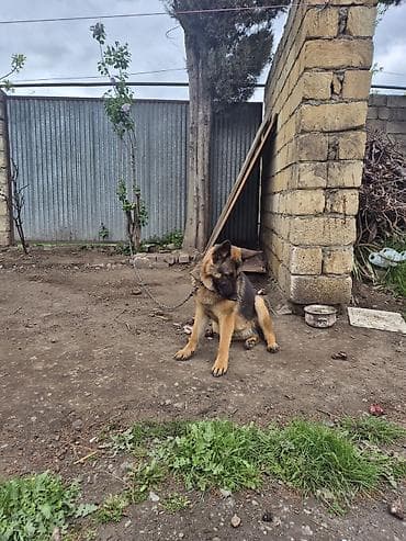 balaca ağ itlər: Alman çoban iti, 7 ay — 3