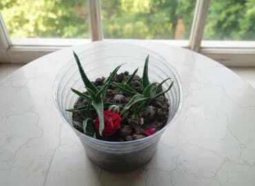 heserat yeyen bitki: ALOYE VERA BİTKİSİ — 1