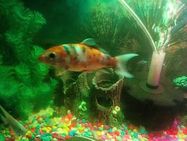 hamster satis: Koi, Sülhsevər, Ünvandan götürmə — 2