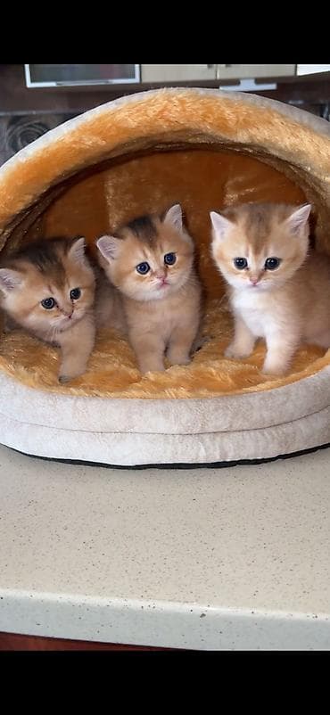 su heyvanları: Qızıl şinşilla — 5