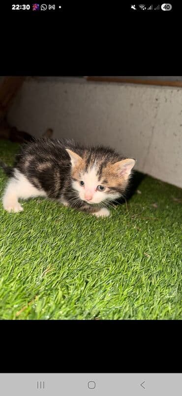 pişik yeməyi: Yaxşı əllərə — 3