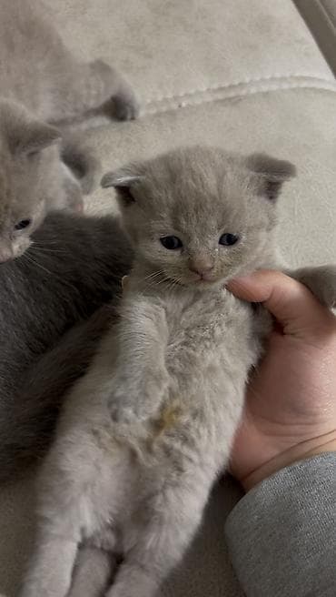 cücə yem qabı: Şotland, Erkək — 2