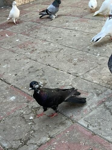 енот в баку купить: Cil eni quyruq erkekdi unvan sabuncu — 5