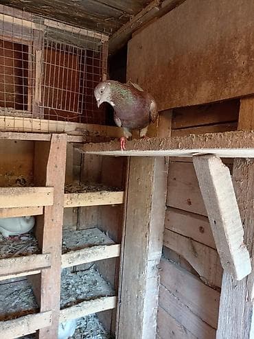 lalafo quşlar: 5 goyərcindi 5 idə erkəkdir. Kom 35 manatdır tək tək qiymət — 8