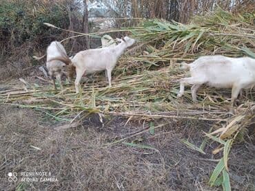 Gəmiricilər: Saanen tekesi — 10