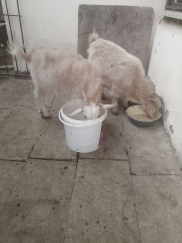 bengal pişiyi qiymeti: Şəkildəki çəpişlər satılır. Hər üçü də xarici sortdur. 6-7 aylıq cavan — 2