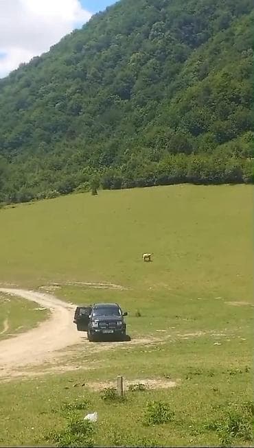 ismayillida torpaq satılır: 95 sot, Kənd təsərrüfatı, Makler, Kupça (Çıxarış) — 1