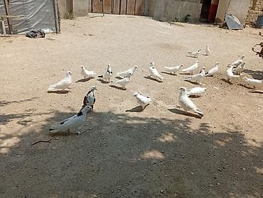 pekin: 22 ədəd qusdu 1 nəsildi hami cutdu real aliciya endirim olacaq — 1