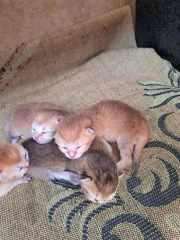 İtlər: Britan, Yaxşı əllərə, Ünvandan götürmə — 2