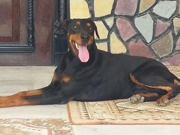 1 aylık doberman: Pitbul, 1 il, Dişi, Peyvəndli, Ünvandan götürmə — 2