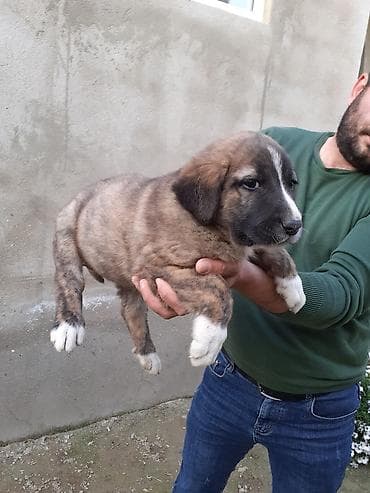 hunduska balasi: 1 ay, Dişi, Peyvəndli — 2