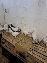 значок хары бюльбюль купить: Başlıq: Dekorativ Göyərçinlər Təsvir: Evdə bəslənən dekorativ — 3