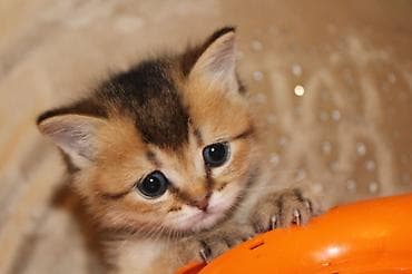 sfinks pişik: Qızıl şinşilla, Erkək, Dişi — 10