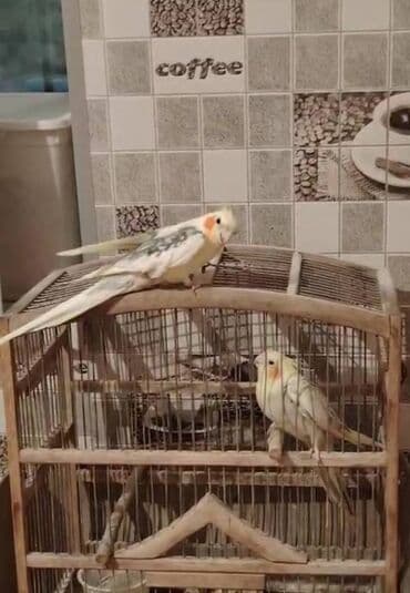 alabaxta quşu: Korella erkək 1.6 yaş dişi 9 yaş ikisi bir yerdə satılır qəfəslə bir — 2