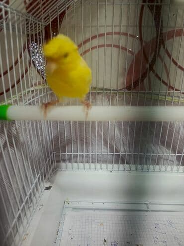 quş qəfəsləri: Qəfəs 9azn Valnisti Tutuquşu Qəfəsi 9azn Amadin Bülbül Qəfəsi 9azn — 10