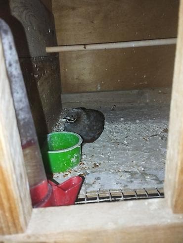 Yemlər: Bıldırcın – evdə saxlanılan quş - Növ: bıldırcın (yumurta və damazlıq — 1