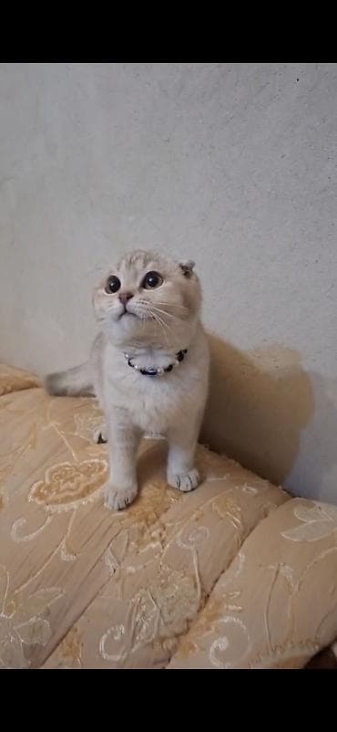 oğlan pisik adlari: Britan — 4