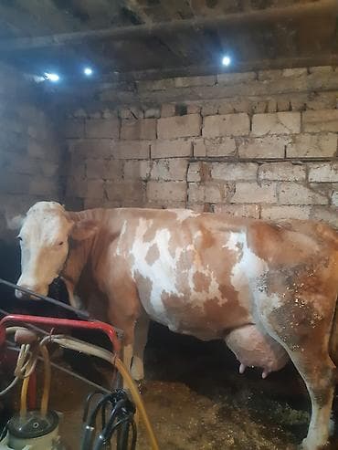 Teze dogub balasiz Tek 35/38 lt sud verir — 1