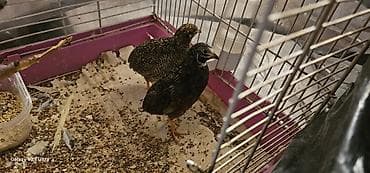 1 cüt çin bildirçini barter olunur 4 dənə valnist ilə cütü 35 m lalafo.az -da 1 cüt çin bildirçini barter olunur 4 dənə valnist ilə cütü 35 m