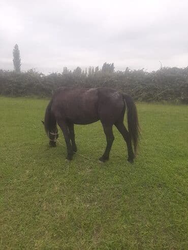 bmw 3 серия 320cd at: Salam Eleykum At Madyan atdır 7 yaşı var yaxşı yorğası var arabaya da — 4