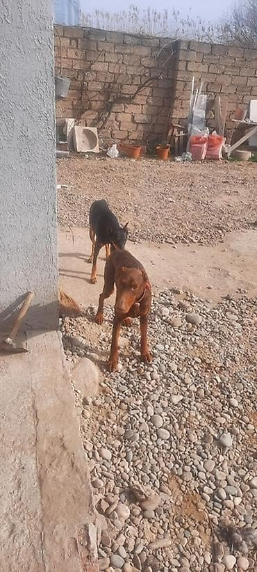 Digər heyvanlar: Doberman — 2