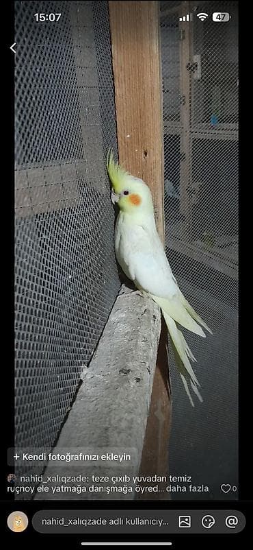 toyuq hini: Nimfa (cockatiel) papağanı – əl öyrədilə bilən, ağıllı və mehriban ev — 2