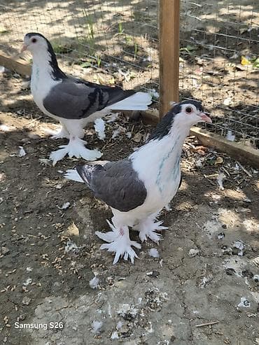 Kemerigoy delfin lalafo.az -da Kemerigoy delfin