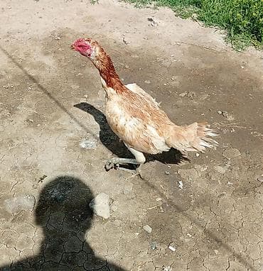 su samuru: Aseel/1 xoruz 3 fərə satılır xoruzun 2 meydanı olubdu yaş yarımlıq dı — 3