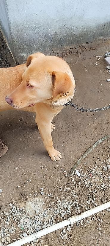 golden retriever satilir: Retriever, 10 ay, Erkek, Peyvəndli, Ünvandan götürmə — 5