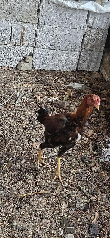 ev heyvanları satışı: Xoruz, il: <1 — 4